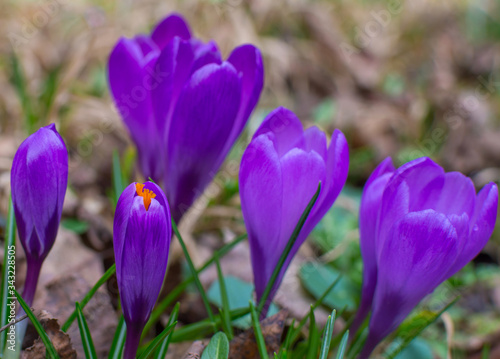 Blooming purple crocus flowers, first spring flowers in the forest