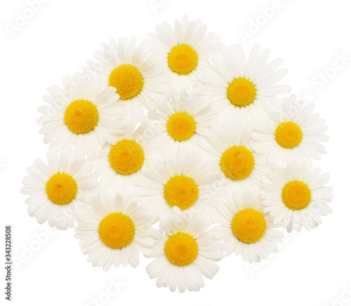 Collection white daisy flower isolated on white background. Flat lay  top view. Floral pattern  object