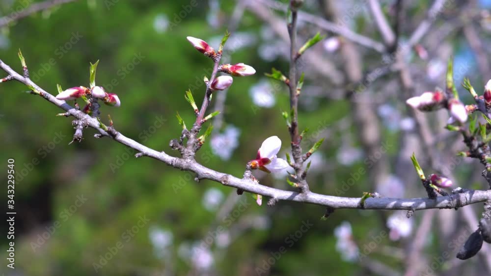 almond branch in early spring at the beginning of flowering almond branch in early spring at the beginning of flowering