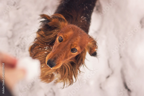 portrait of dachshund © Martina