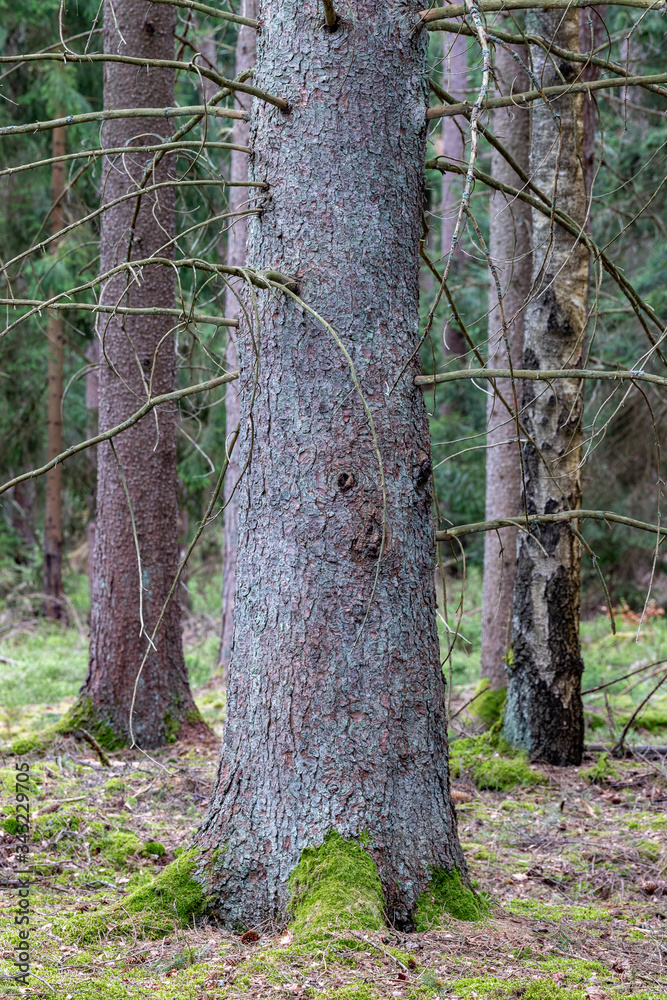 Big spruce growing in the forest. The trunk of a large coniferous tree. Big spruce growing in the forest. The trunk of a large coniferous tree.