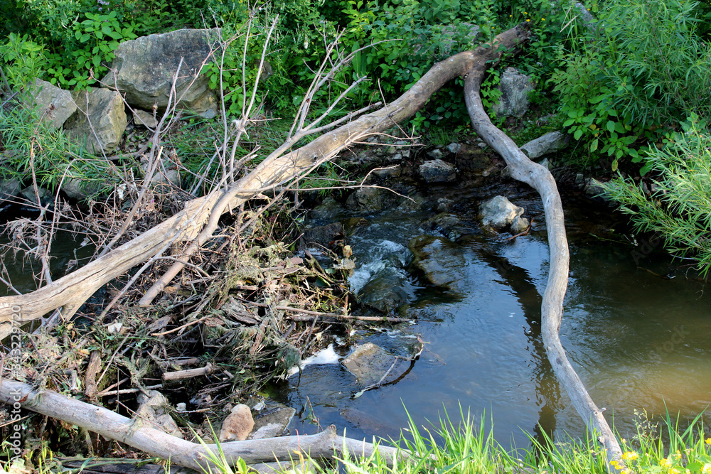 Obraz premium Little Stream in the Forest