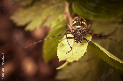 Big beetle on leaf