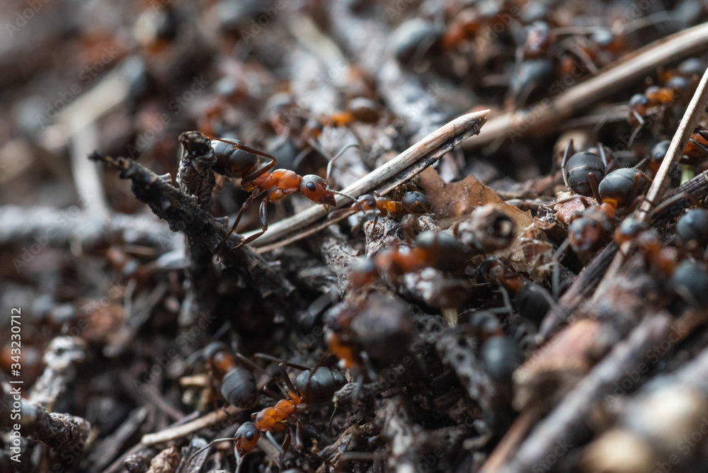 Forest workers ants in the daily bustle of everyday life.