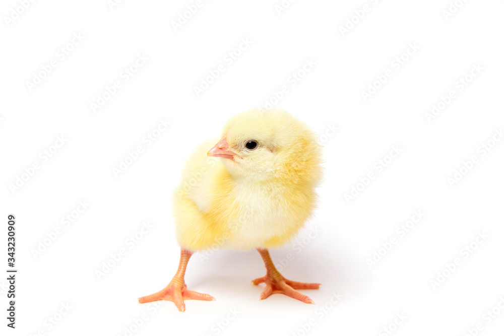 Small Chicken of yellow colour on the white background