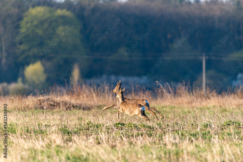 Deer in the meadow in the morning Deer in the meadow in the morning