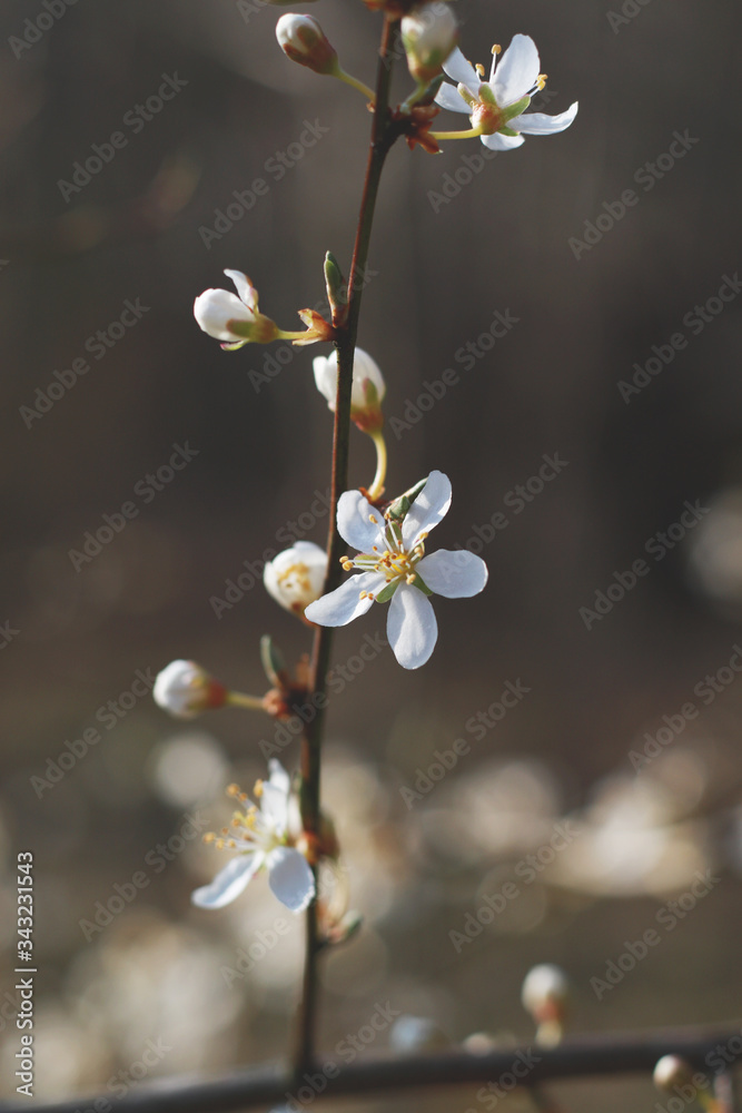 small white spring flowers blossom in brown colors small white spring flowers blossom in brown colors
