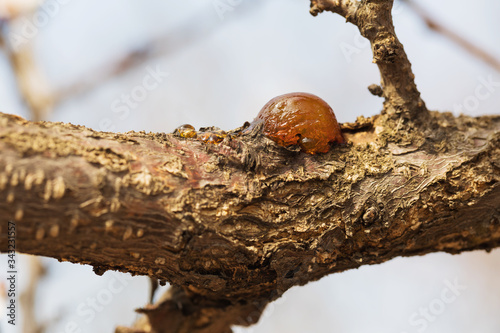 Wood tar on a branch closeup