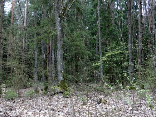 Fototapeta Naklejka Na Ścianę i Meble -  KODAK Digital Still Camera