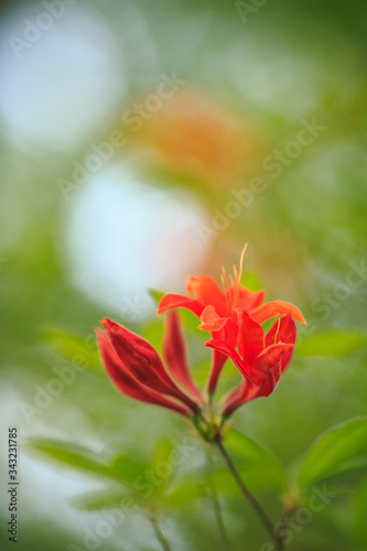 Azaleen Blüten in Closeup