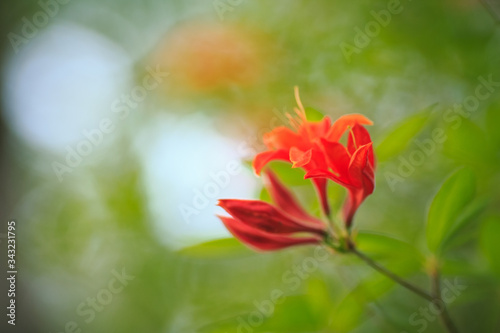 Fototapeta Naklejka Na Ścianę i Meble -  Azaleen Blüten in Closeup