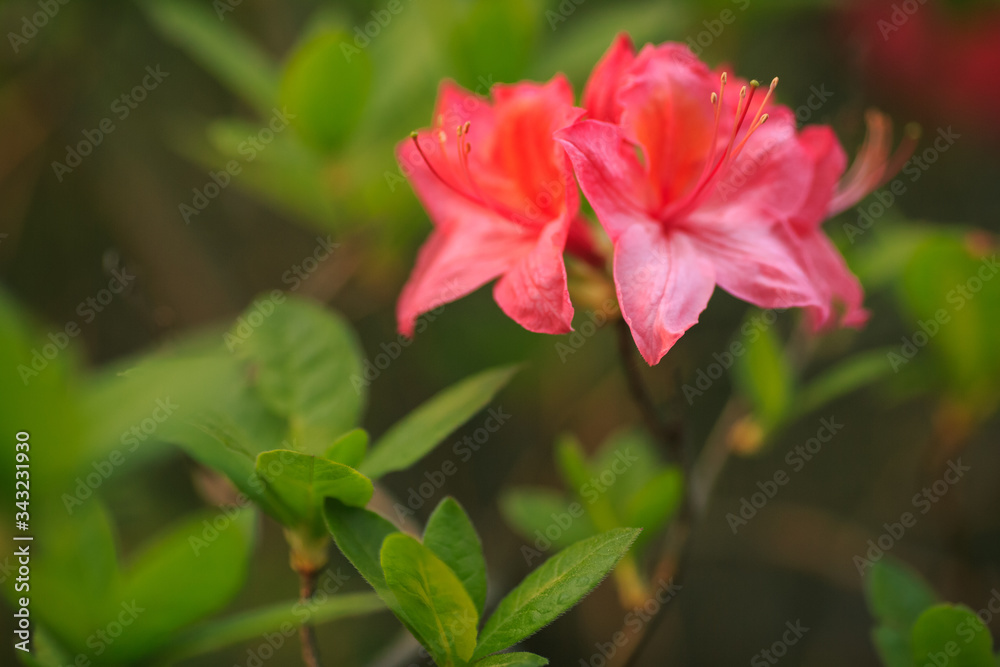 Azaleen Blüten in Closeup