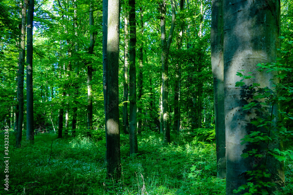 Obraz premium waldweg