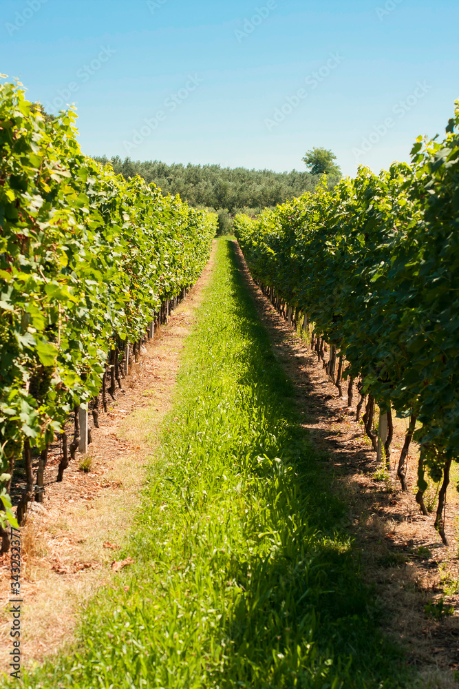 colorful vineyard field