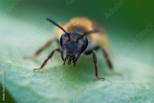 Close up funny little furry bee with big curious eyes and thick yellow hind legs
