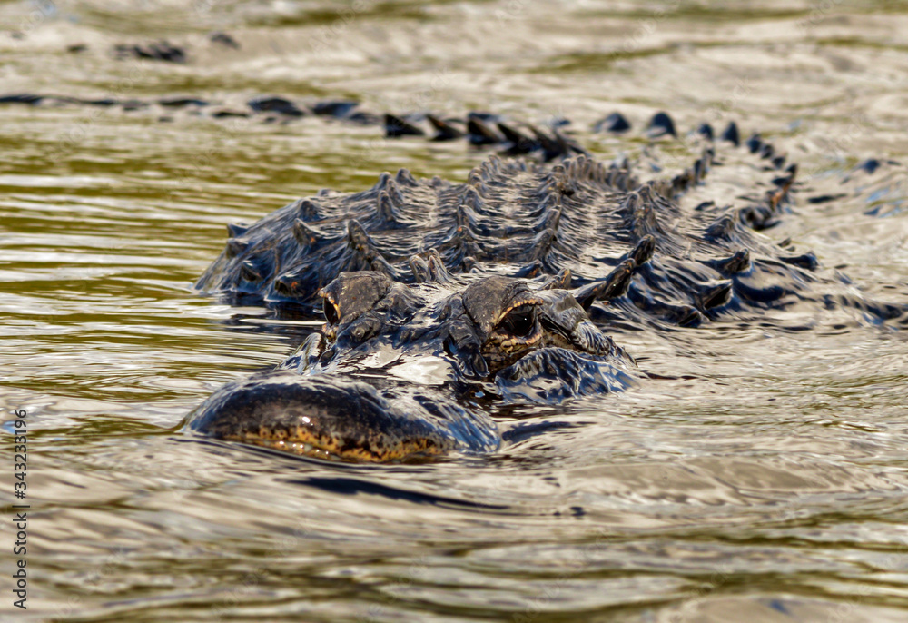 Naklejka premium Threatening alligator approaching underwater