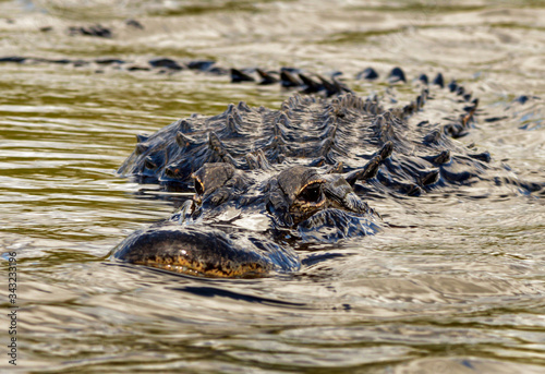 Bilde på lerret Threatening alligator approaching underwater