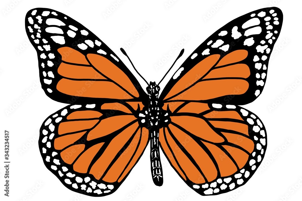 Fototapeta premium Monarch Butterfly 