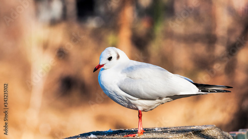 A beautiful seagull rests on the rock on the rock and gets sunbathes photo