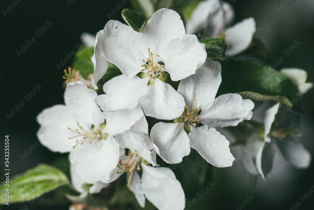 Blossoming apple branch with white flowers in the spring garden. Selective focus macro shot with shallow DOF Blossoming apple branch with white flowers in the spring garden. Selective focus macro shot with shallow DOF