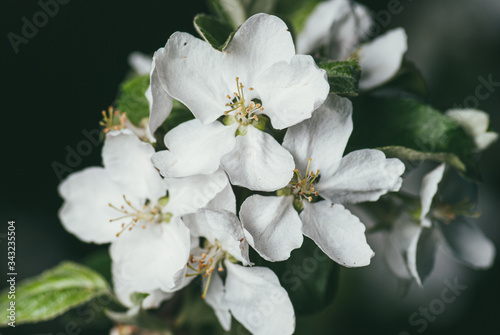 Blossoming apple branch with white flowers in the spring garden. Selective focus macro shot with shallow DOF