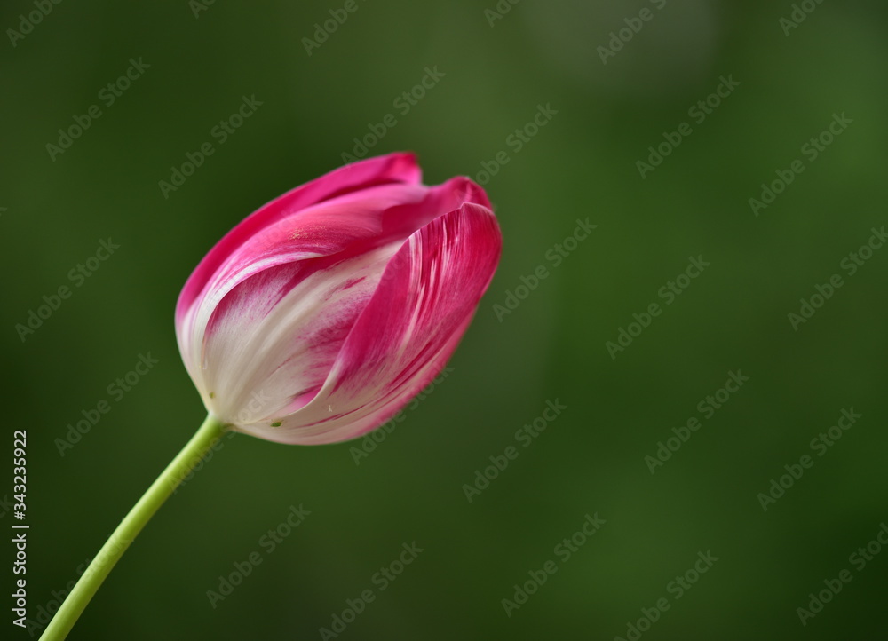 red tulip closeup