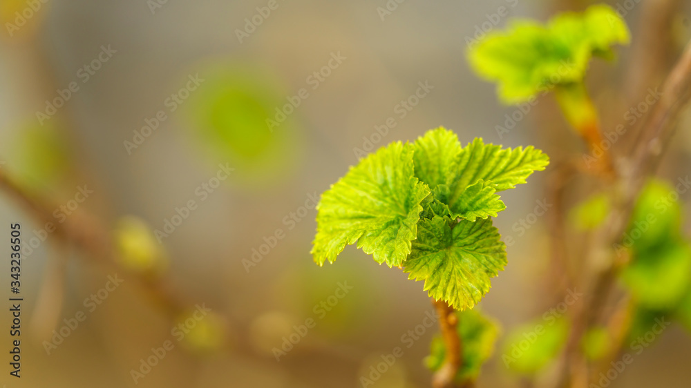 Green leaves in spring. Abstract background with copy space Green leaves in spring. Abstract background with copy space