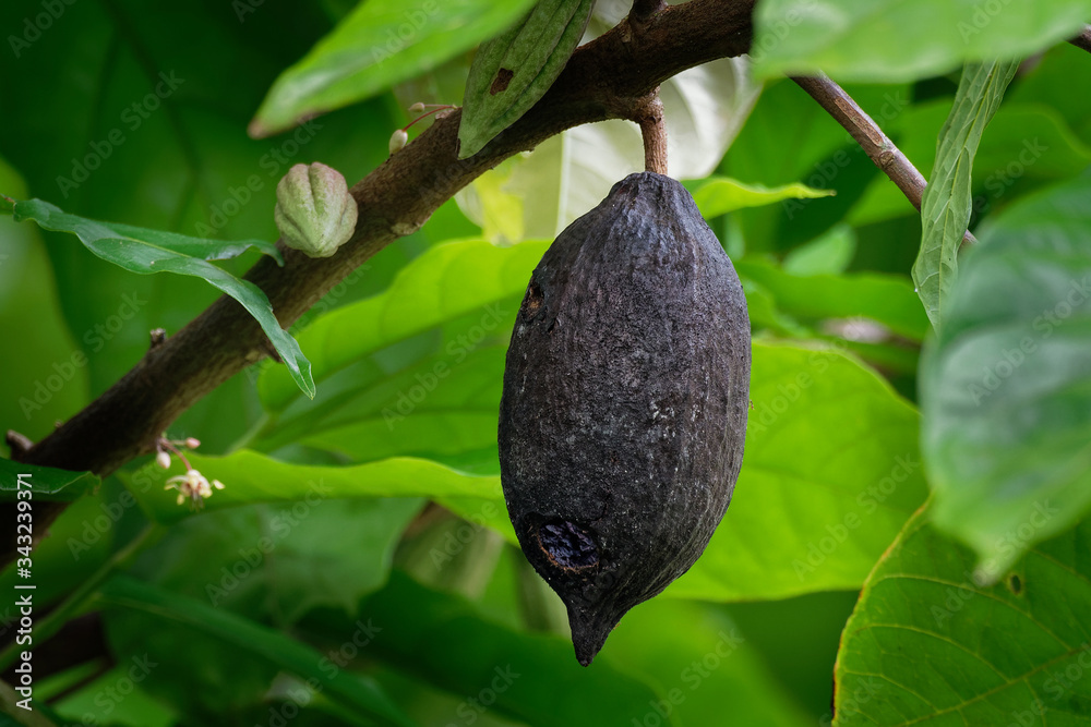 Theobroma cacao, the cacao tree and the cocoa tree, is a small evergreen tree in the family Malvaceae, native to the deep tropical regions of Mesoamerica, seeds are cocoa beans Theobroma cacao, the cacao tree and the cocoa tree, is a small evergreen tree in the family Malvaceae, native to the deep tropical regions of Mesoamerica, seeds are cocoa beans