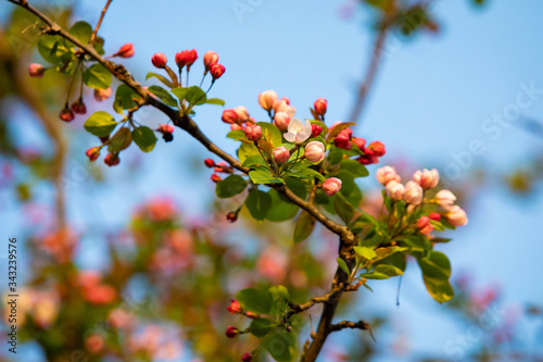 Beautiful tree flowers bloom at sunset in spring