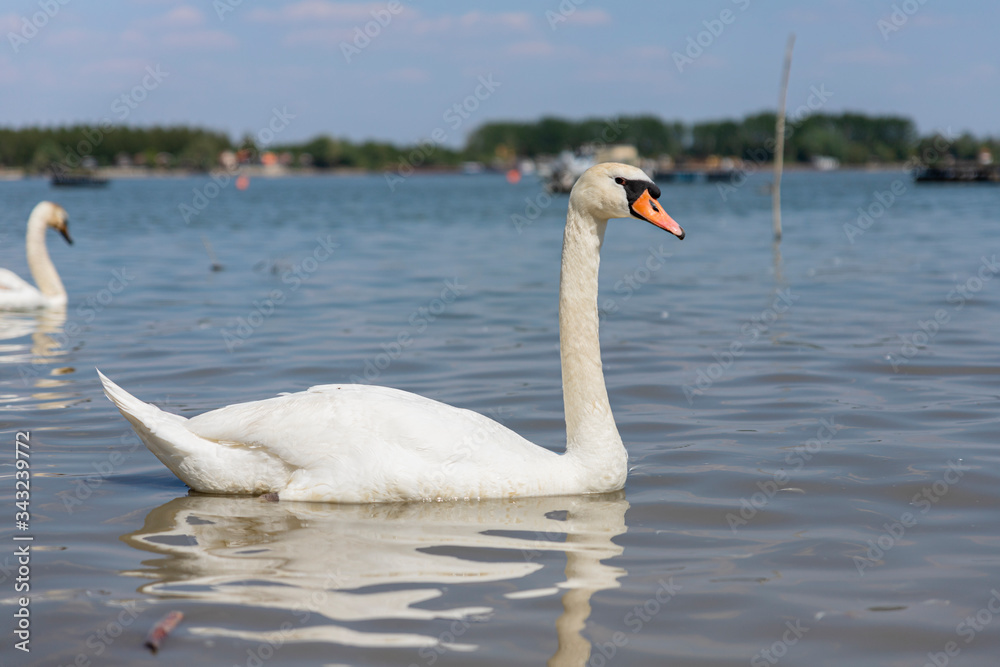 Fototapeta premium Elegant Swan on Danube river with flock of swans in background
