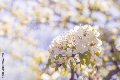 Blurred pear tree background with spring flowers in sunny day. Panoramic view to spring background art with white blossom, close up, shallow depths of the field