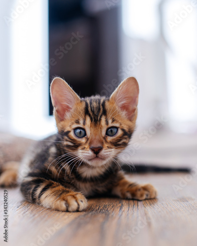 a Bengal kitten playing on the balcony