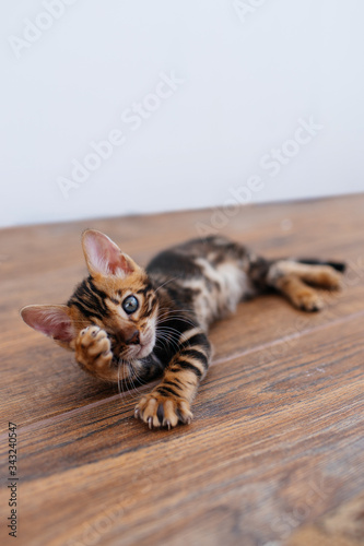 a Bengal kitten playing on the balcony