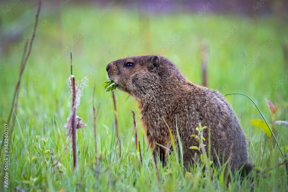 Naklejka premium Curious wild groundhog on the field alone