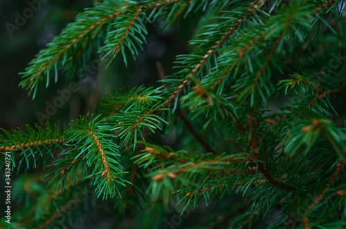 Green branches of the Christmas tree and coniferous trees are overgrown with densely young needles. Background