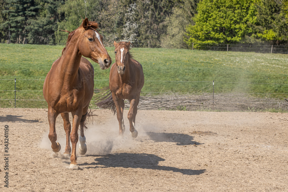 zwei Fuchsstuten traben auf dem staubigen Paddock im Frühjahr zwei Fuchsstuten traben auf dem staubigen Paddock im Frühjahr