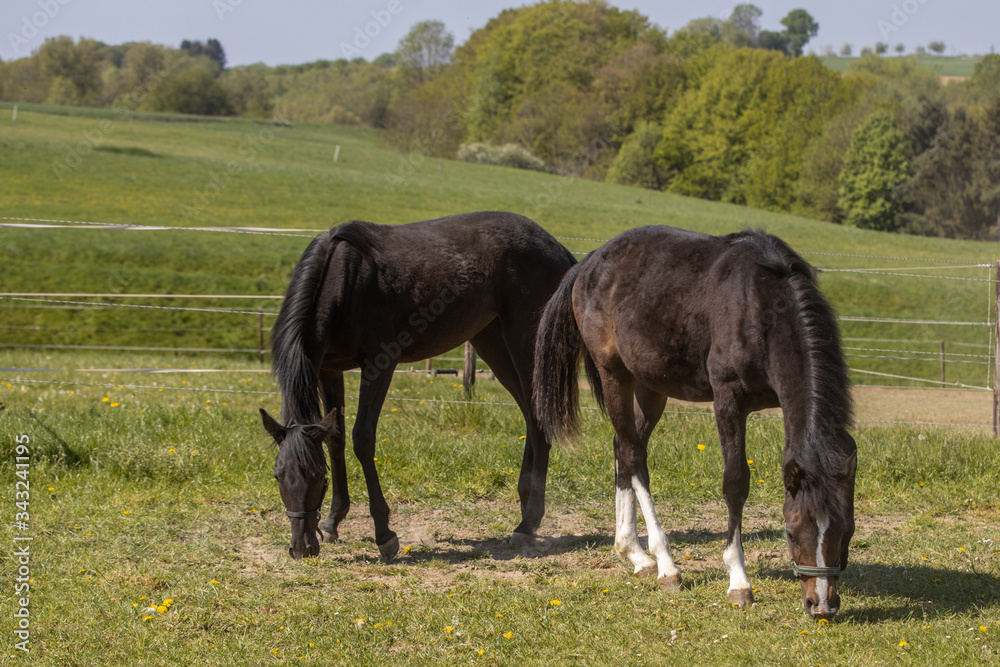 zwei Jährlinge grasen im Frühjahr das erste Gras auf dem Paddock