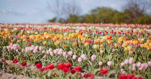 Wallpaper Mural Blooming Tulips on Agriculture Field Torontodigital.ca