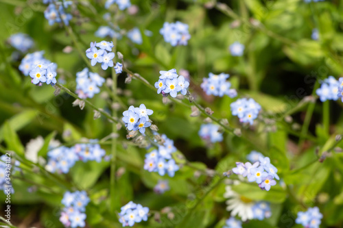 Blue forget-me-not flowers in a garden during spring