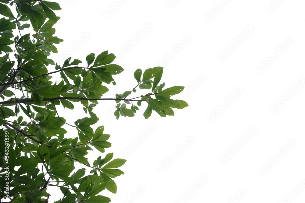 Tropical tree with leaves branches on white isolated background for green foliage backdrop and copy space Tropical tree with leaves branches on white isolated background for green foliage backdrop and copy space