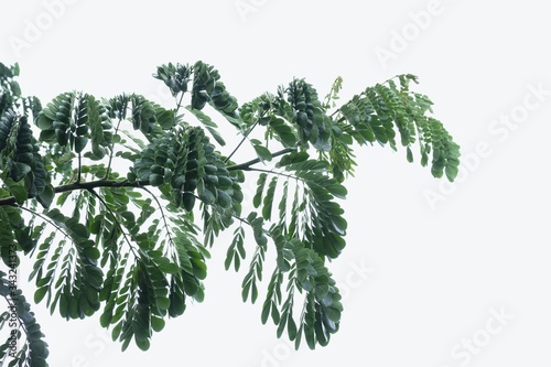 Tropical tree with leaves branches on white isolated background for green foliage backdrop and copy space 