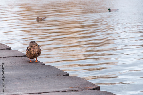 Duck sits on the edge of concrete parapet at a pond in city park. Ducks in the city pond.