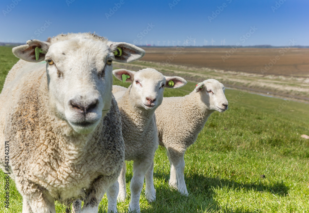 Fototapeta premium Sheep with two lambs in the landscape of Groningen, Netherlands