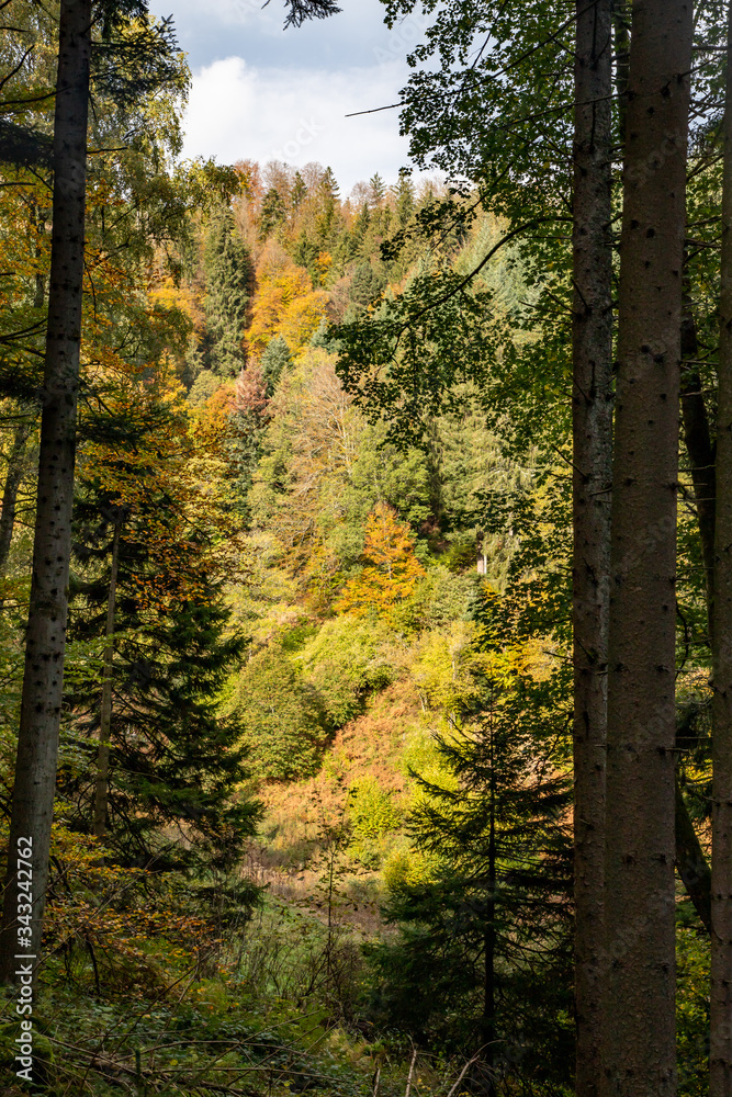 Pine trees in Black Forest around Forbach village