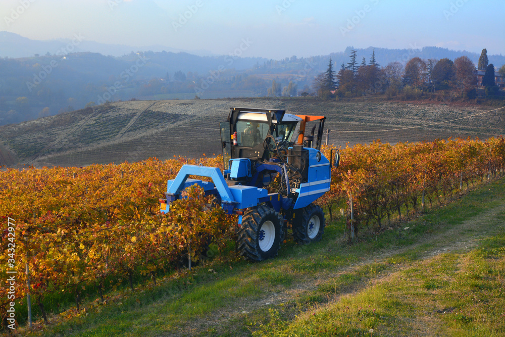 Cultivation on vineyards of Langhe Roero Monferrato, UNESCO World Heritage in Piedmont, Italy. - obrazy, fototapety, plakaty 