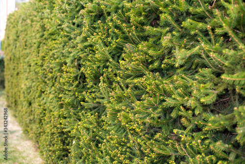 green spruce hedge in garden