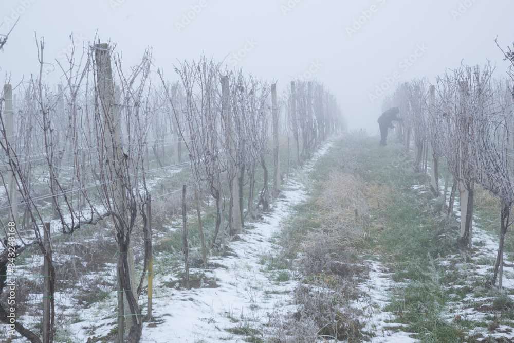 Work in the vineyard in winter and foggy weather Work in the vineyard in winter and foggy weather