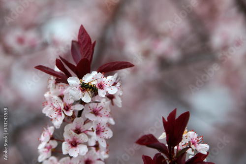 A small bee pollenates a blooming Newport Plum Prunus cerasifera Neportii Tree  in spring near Allentown, Pennsylvania, USA photo