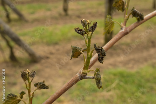 Spring frost destroyed new shoots in the vineyard.