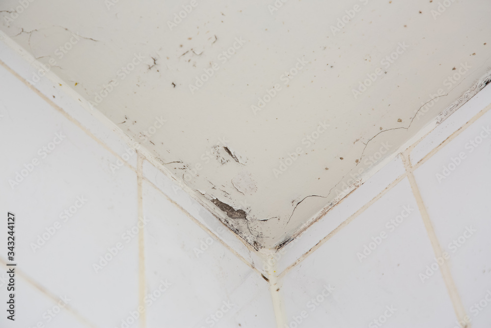 Mold or fungus of the wall in the Shower room causing black or brown mold in the bathroom or toilet room caused by the hot water and accumulation of bacteria. Mold or fungus of the wall in the Shower room causing black or brown mold in the bathroom or toilet room caused by the hot water and accumulation of bacteria.
